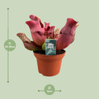 Sarracenia Maroon (trompetbægerplante) – Ø12 cm, 23 cm høj