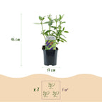 Buddleja davidii 'Empire Blue' (vlinderstruik) – blauw – 3 planten, Ø17 cm, 45 cm hoog
