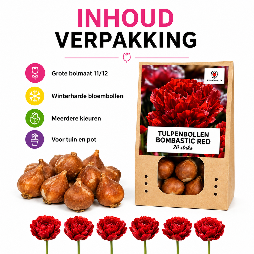 Tulipe 'Bombastic Red' – 20 bulbes (calibre 11/12)