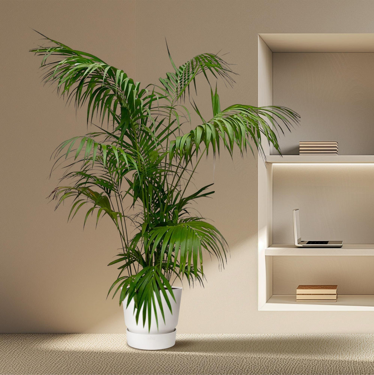 Kentia Palm XXL (Howea) – Ø32 cm, 230 cm hoog
