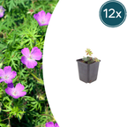 Geranium sanguineum (Storchschnabel) – 12 Pflanzen, Ø9 cm, 10–25 cm hoch