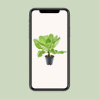 Brighamia Insignis 'Hawaii Palm' (Hawaii-Palme) – Ø12 cm, 37 cm hoch