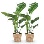 2× Stelitzia nicolai (Strelitzia) met mand – Ø17 cm, 70–90 cm hoog