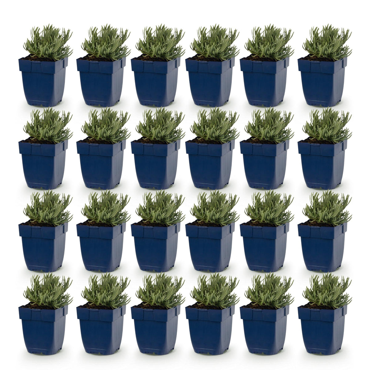 Lavandula angustifolia 'Edelweiss' (lavendel) – wit – 24 planten, Ø11 cm, 15–25 cm hoog