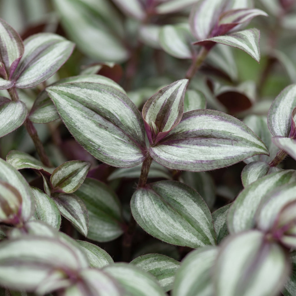 Tradescantia Zebra Pink Joy – Ø6 cm, 5 cm de haut
