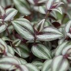 Tradescantia Zebra Pink Joy – Ø6 cm, 5 cm de haut