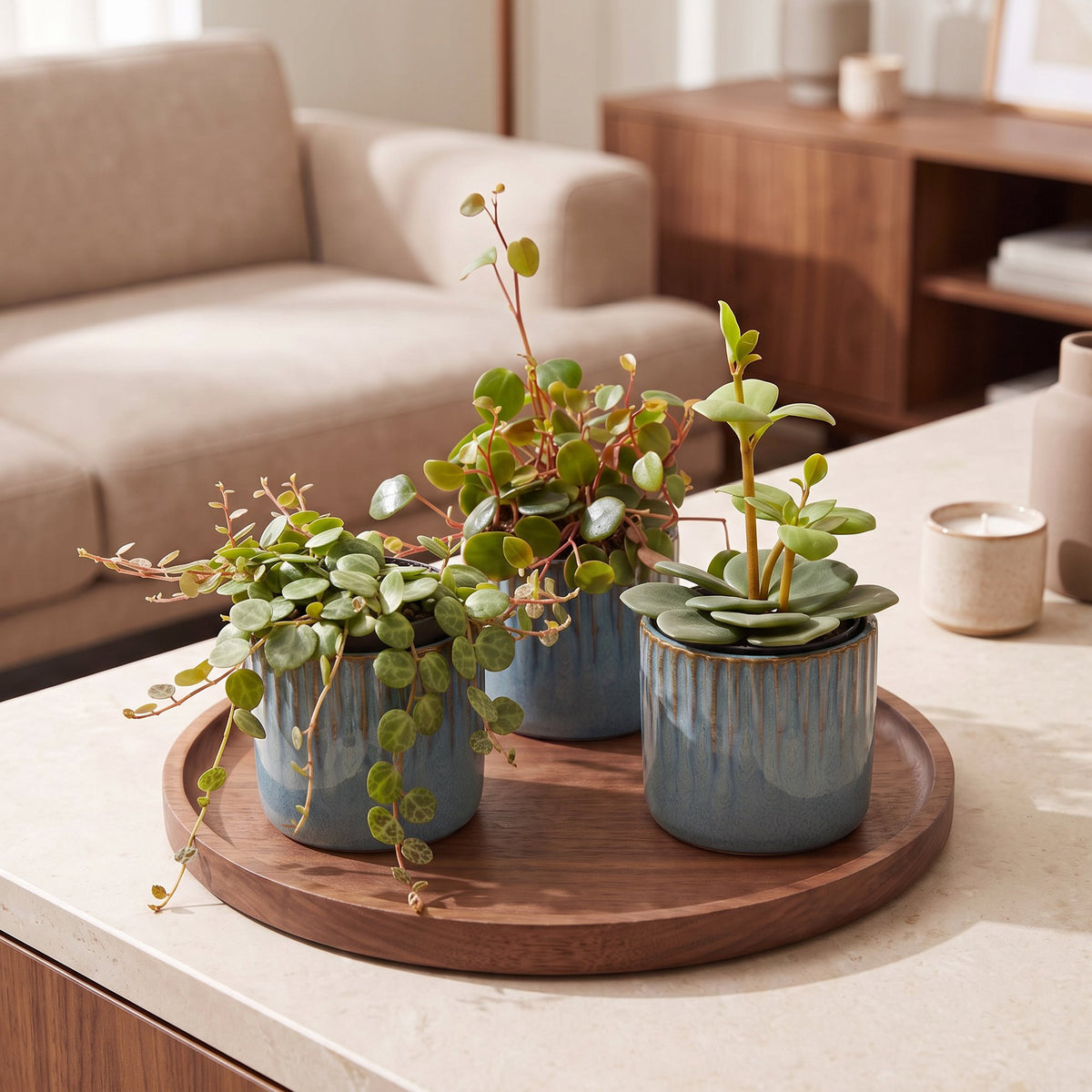 3× Baby Peperomia Mix incl. Linnea Misty Blue – Ø6 cm, 5–15 cm hoog – foto 3