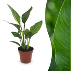 Strelitzia reginae (oiseau de paradis) – Ø12 cm, 35 cm de haut