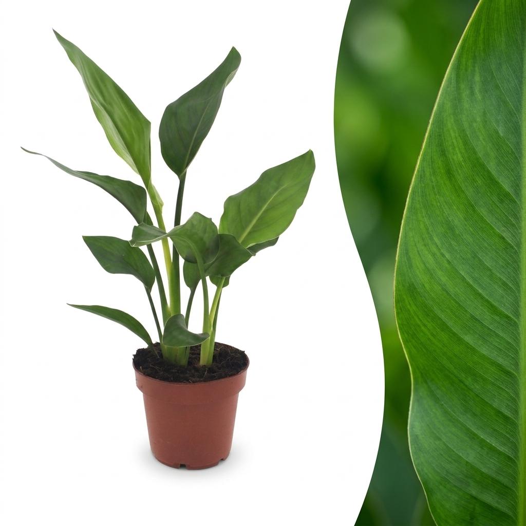 Strelitzia reginae (oiseau de paradis) – Ø12 cm, 35 cm de haut