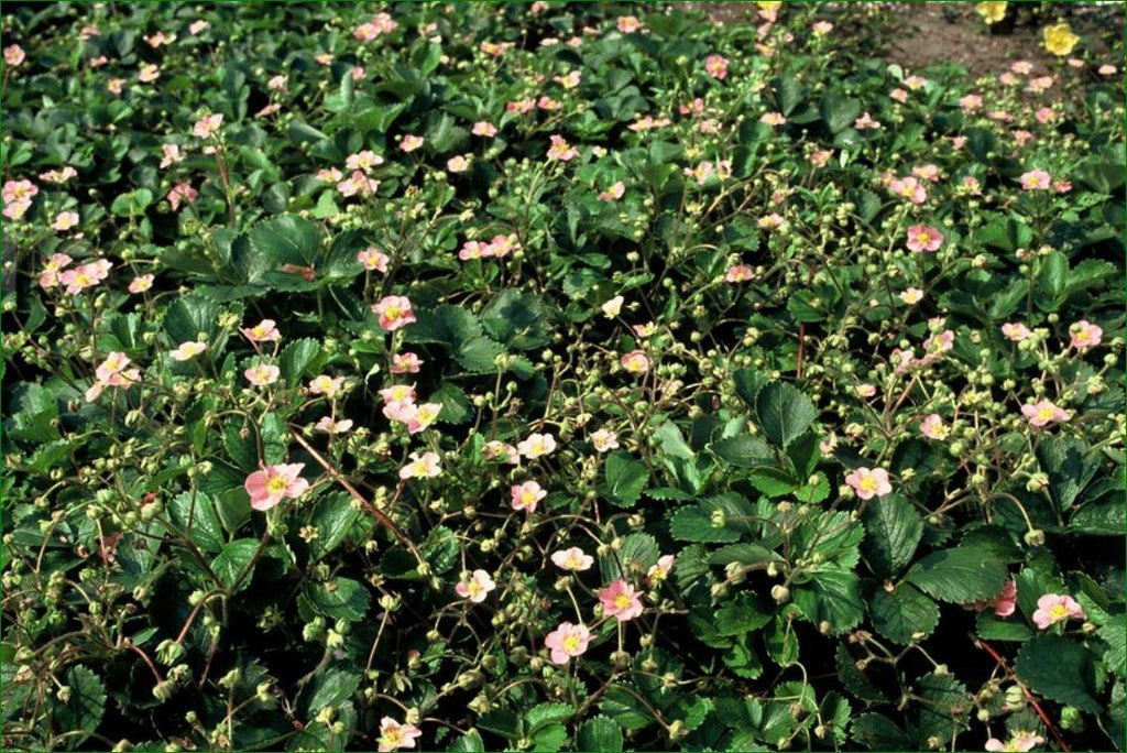 Fragaria vesca (wild strawberry) – 6 plants, Ø9 cm, 10–25 cm high
