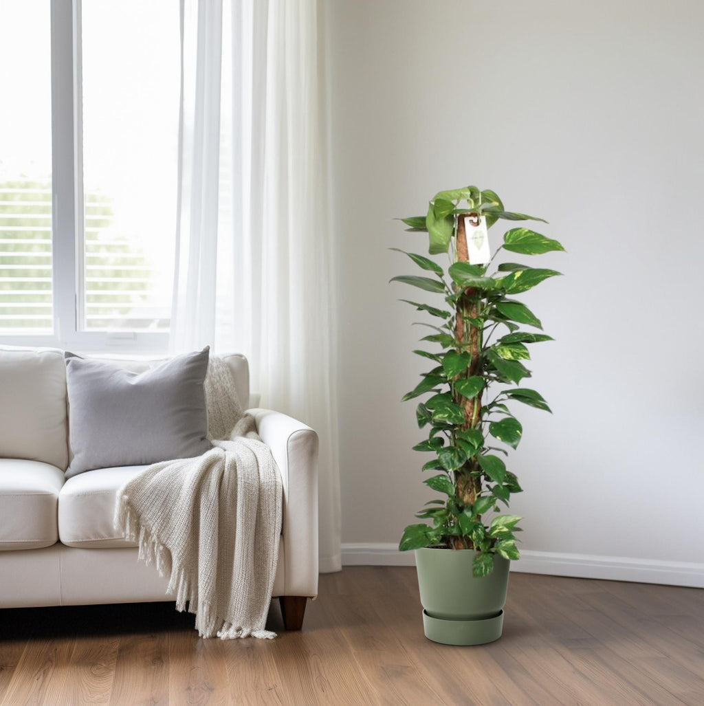 Epipremnum Pinnatum 120cm (scindapsus) – Ø24 cm, 120 cm hoog