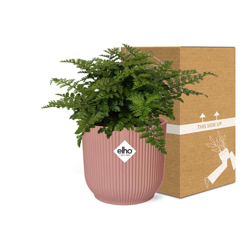 Asplenium Parvati i ELHO Vibes Fold 14 cm rosa (fågelvägg) – 25 cm hög – bild 11