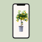 Citrus 'Calamondin' (mini citrus tree) – Ø15 cm, 45 cm high