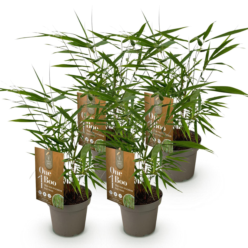 Fargesia 'Asian Wonder' (nicht ausladender Bambus) – 4 Pflanzen, Ø 14 cm, 35 cm hoch – Bild 2