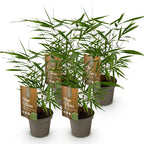 Fargesia 'Asian Wonder' (nicht ausladender Bambus) – 4 Pflanzen, Ø 14 cm, 35 cm hoch
