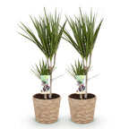 2× Dracaena marginata (drakträd) med korg – Ø17 cm, 70–80 cm hög