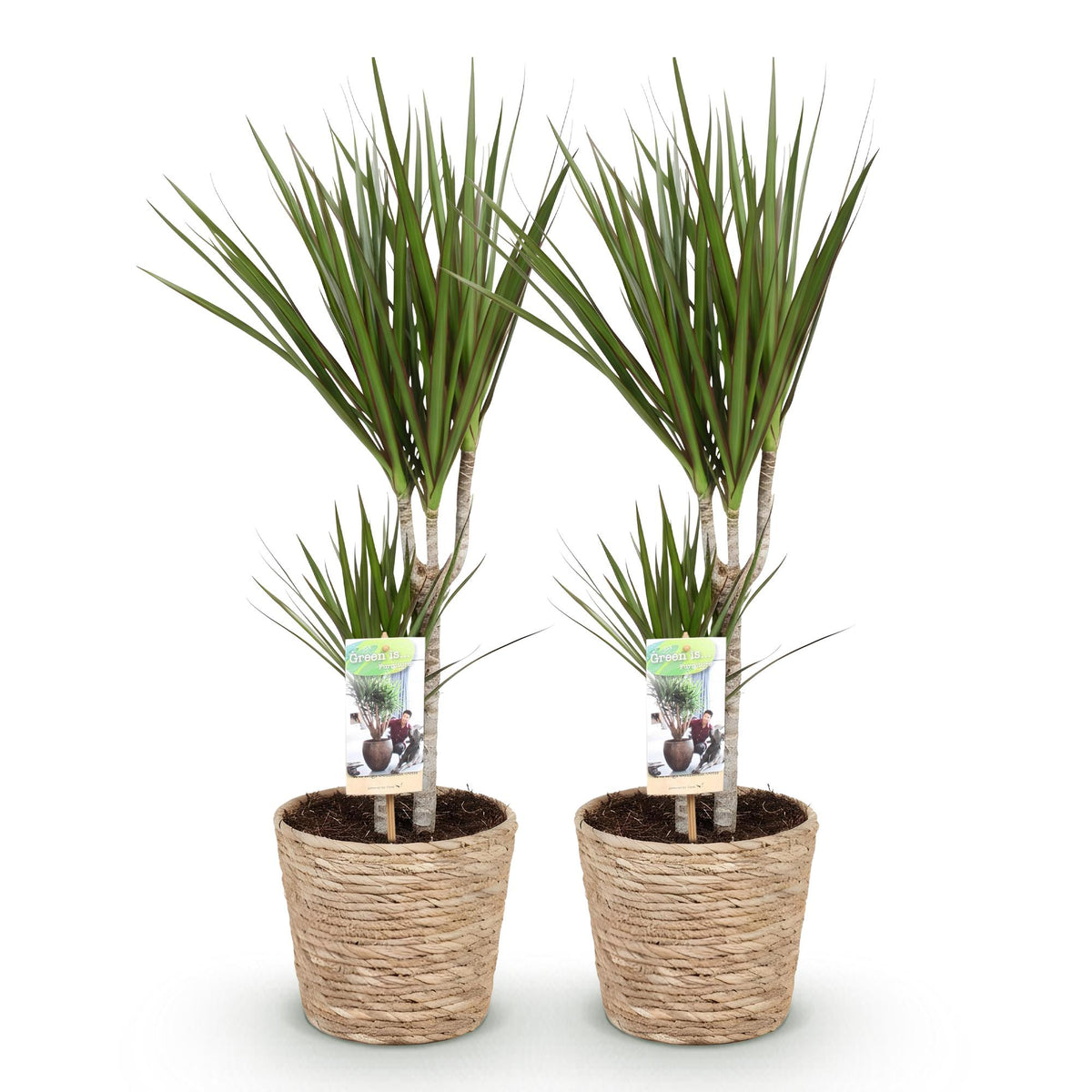 2× Dracaena marginata (drakträd) med korg – Ø17 cm, 70–80 cm hög – bild 2