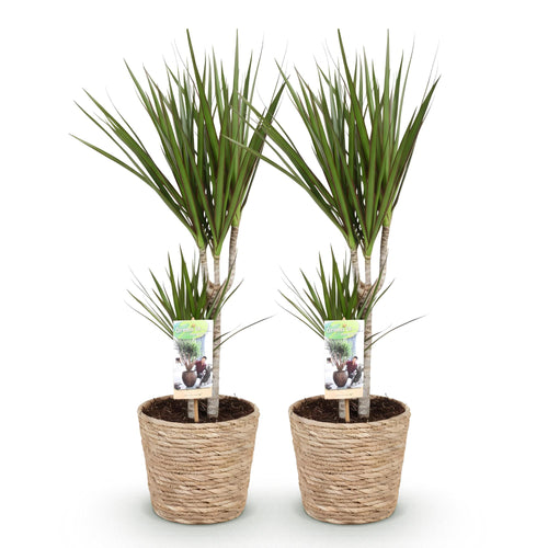 2× Dracaena marginata (arbre dragon) avec panier – Ø17 cm, 70–80 cm de haut