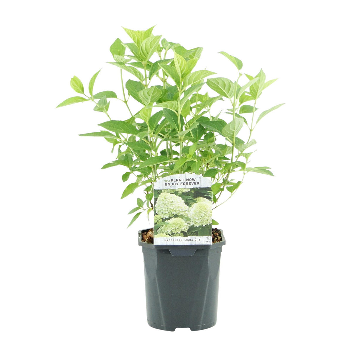 Hydrangea panniculata 'Limelight' (hortensia) – wit-crème – Ø17 cm, 50 cm hoog