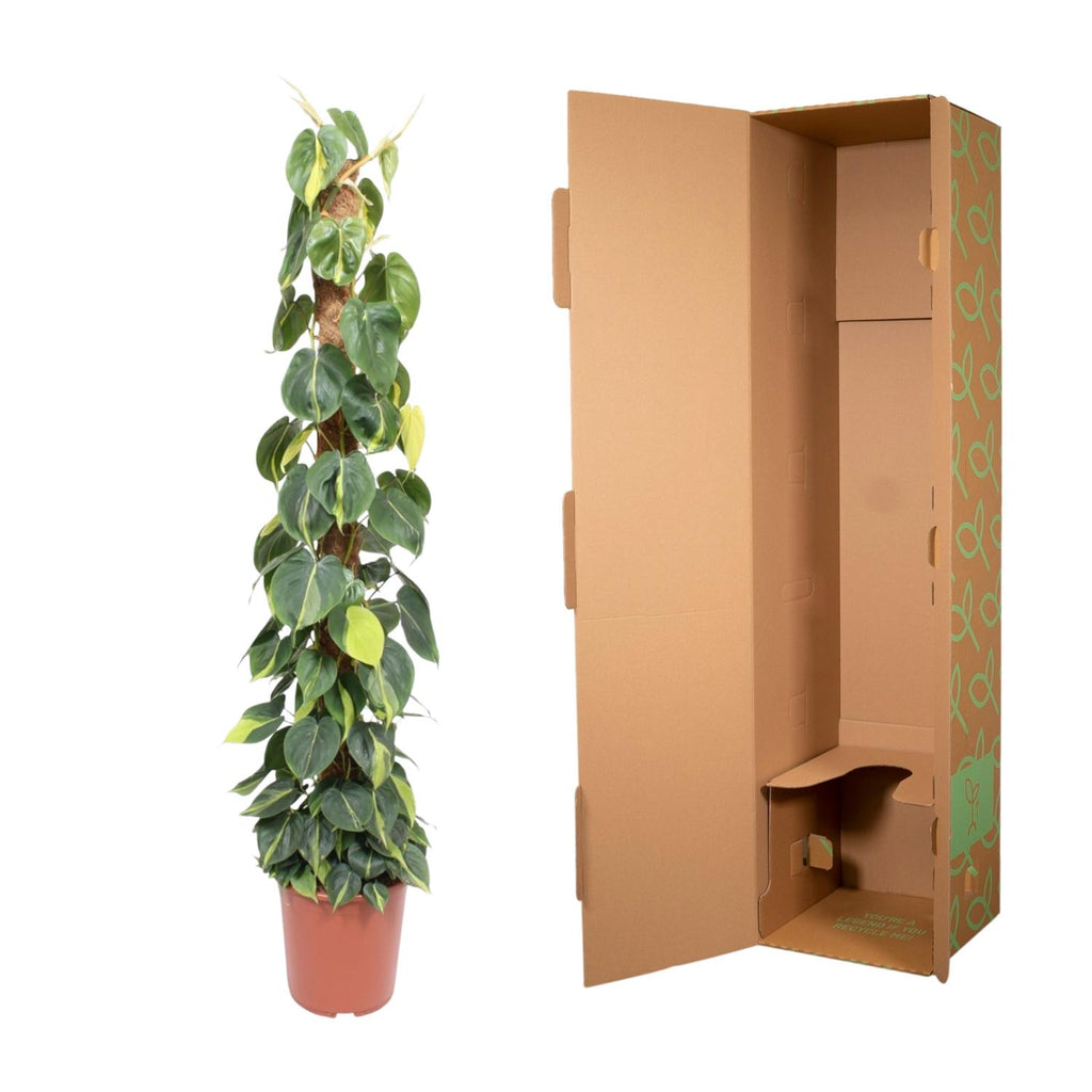 Philodendron scandens Brasil – Ø27 cm, 150 cm hoog
