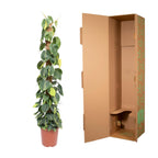Philodendron scandens Brasil – Ø27 cm, 150 cm hoog