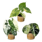 3× Baby Alocasia Tricolour Variegata (elephant ear) incl. Linnea Honey – Ø6 cm, 5–15 cm tall