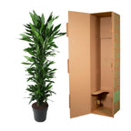 Dracaena Janet Lind vertakt (drakenboom) – Ø34 cm, 170 cm hoog