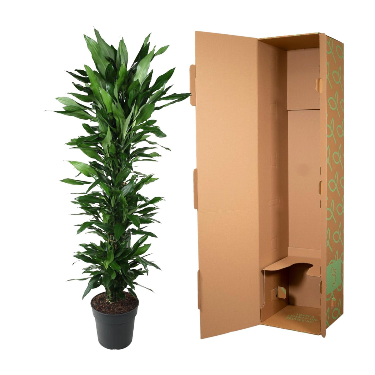 Dracaena Janet Lind vertakt (drakenboom) – Ø34 cm, 170 cm hoog