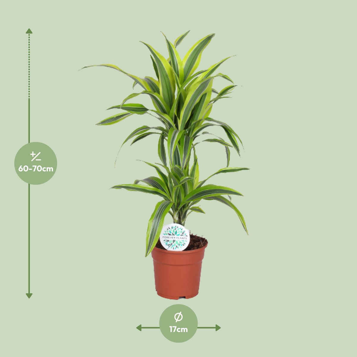 Dracaena Lemon Lime (drakenboom) – Ø17 cm, 65 cm hoog