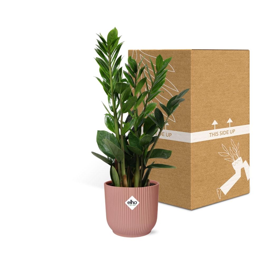 Zamioculcas (Glücksfeder) – 40 cm hoch – rosa