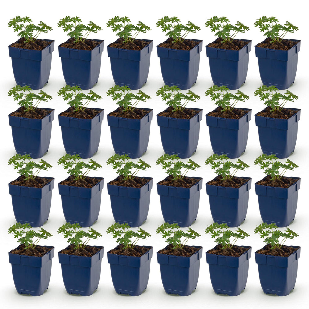 Geranium sanguineum 'Album' (ooievaarsbek) – wit – 24 planten, Ø11 cm, 15–25 cm hoog