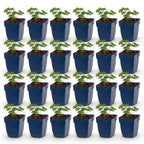 Geranium sanguineum 'Album' (ooievaarsbek) – wit – 24 planten, Ø11 cm, 15–25 cm hoog