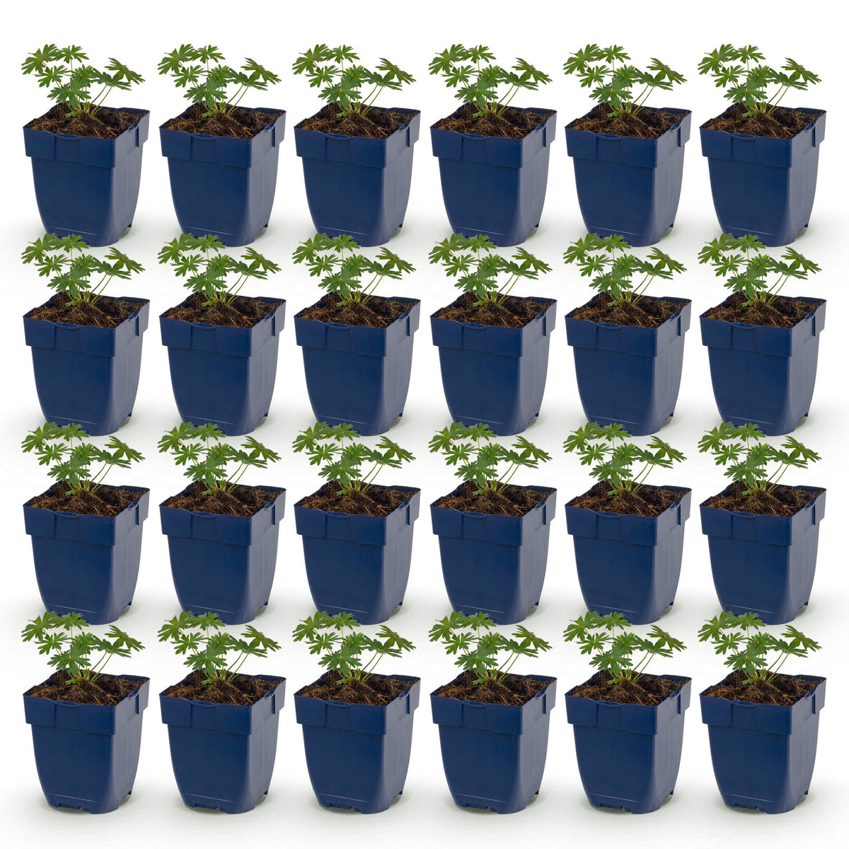 Geranium sanguineum 'Album' (ooievaarsbek) – wit – 24 planten, Ø11 cm, 15–25 cm hoog