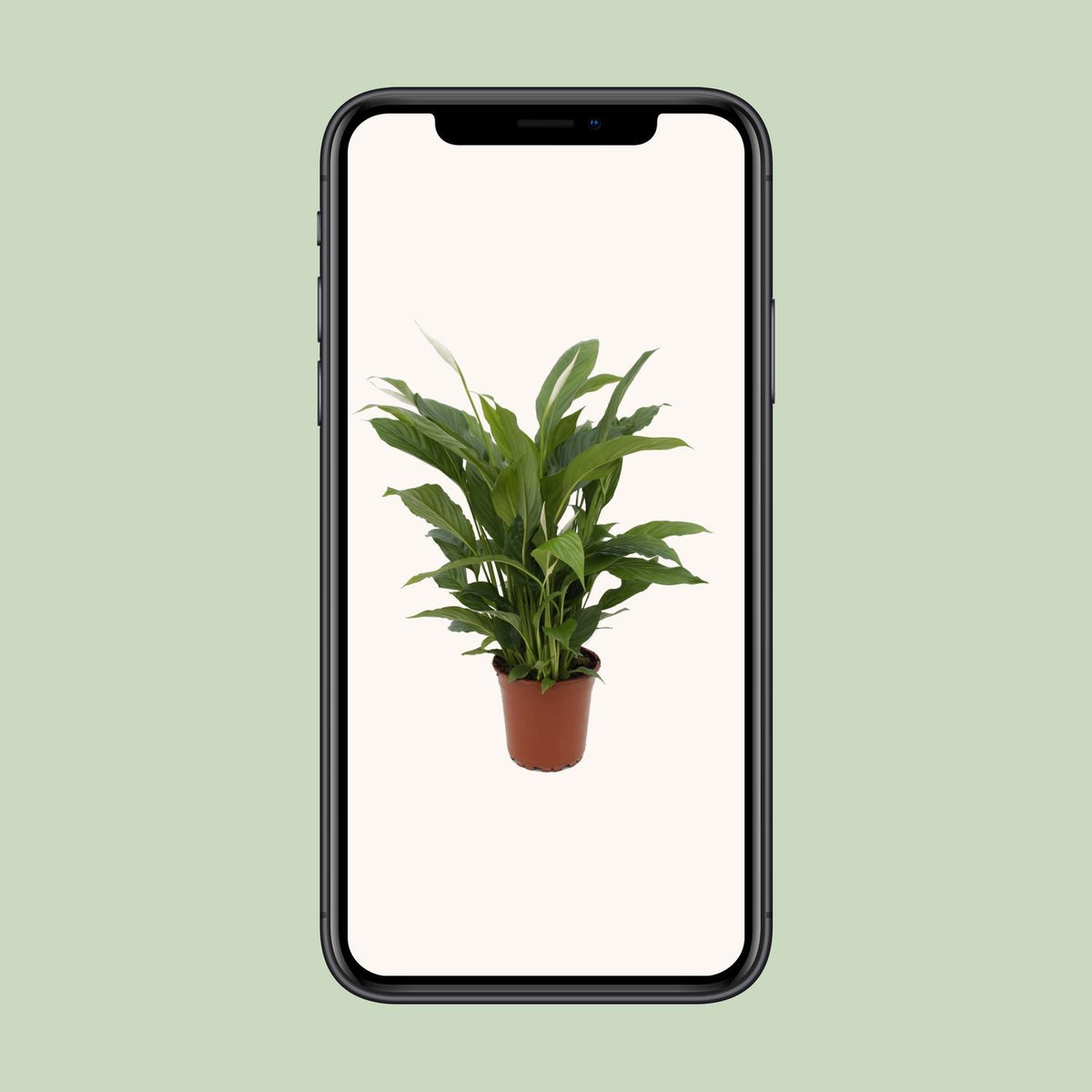 Spathiphyllum Torelli (lepelplant) – Ø17 cm, 65 cm hoog