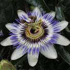 Passiflora 'Caerulea' (passion flower) – Ø15 cm, 65 cm high