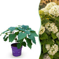 Hydrangea arborescens 'FlowerWOW' (Rispenhortensie) – weiß – Ø 14 cm, 20–30 cm hoch