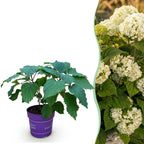 Hydrangea arborescens 'FlowerWOW' (Rispenhortensie) – weiß – Ø 14 cm, 20–30 cm hoch