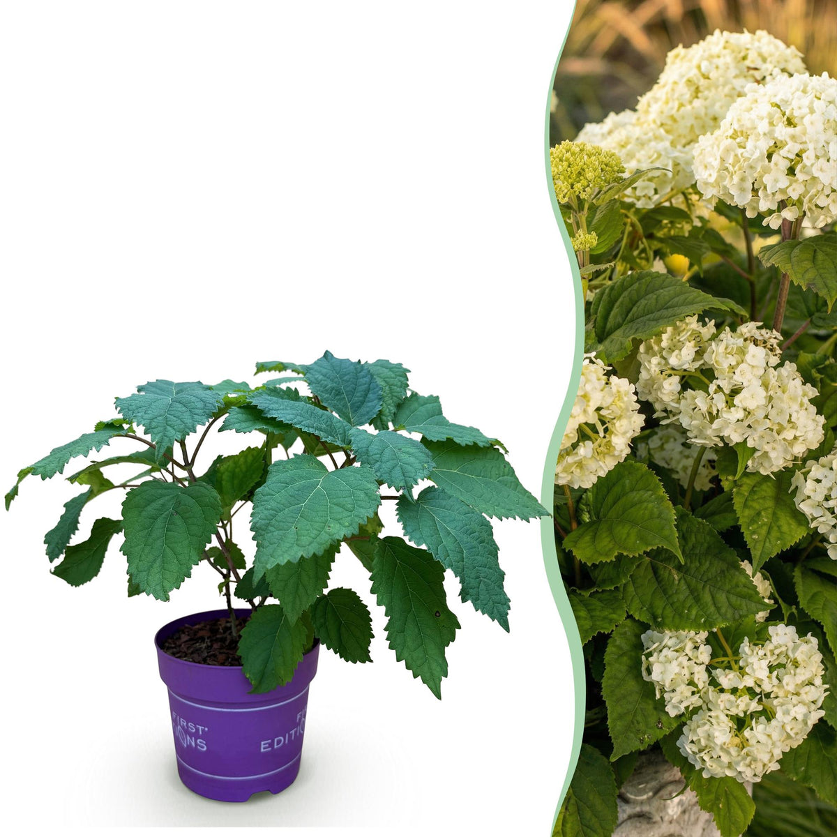 Hydrangea arborescens 'FlowerWOW' (Rispenhortensie) – weiß – Ø 14 cm, 20–30 cm hoch