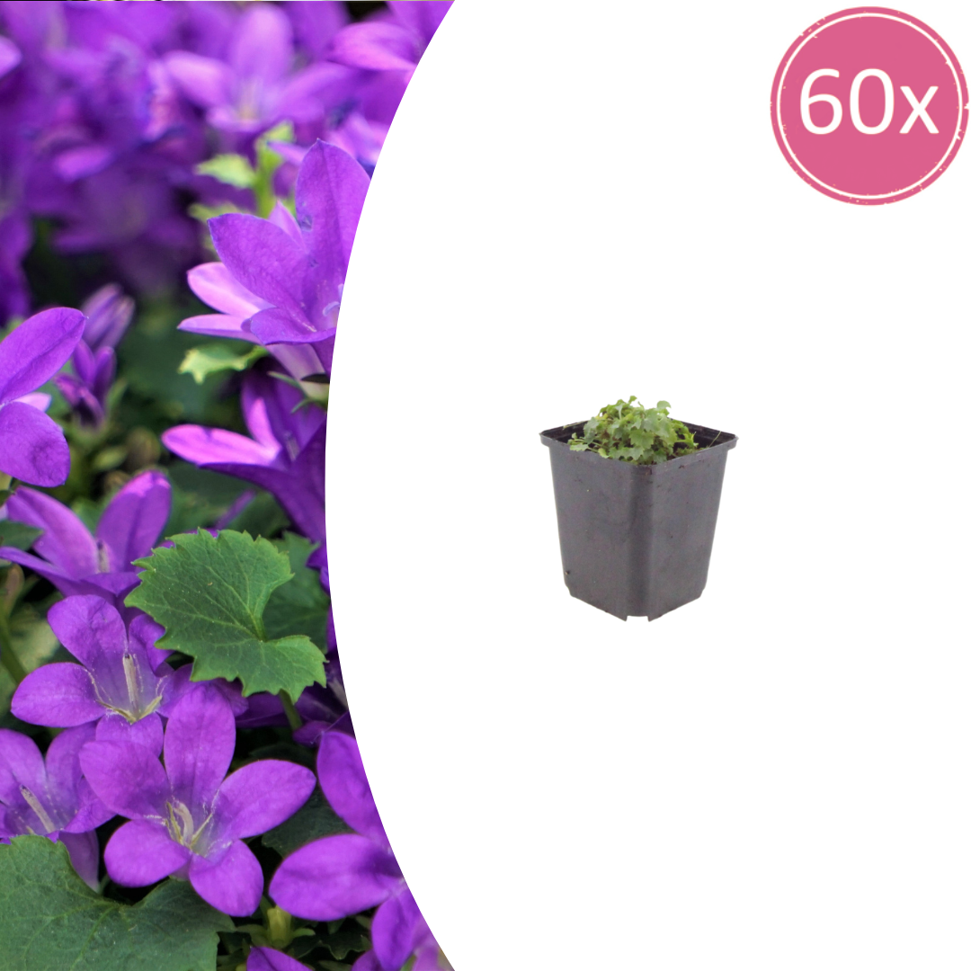Campanula portenschlagiana (klokjesbloem) – 60 planten, Ø9 cm, 10–25 cm hoog