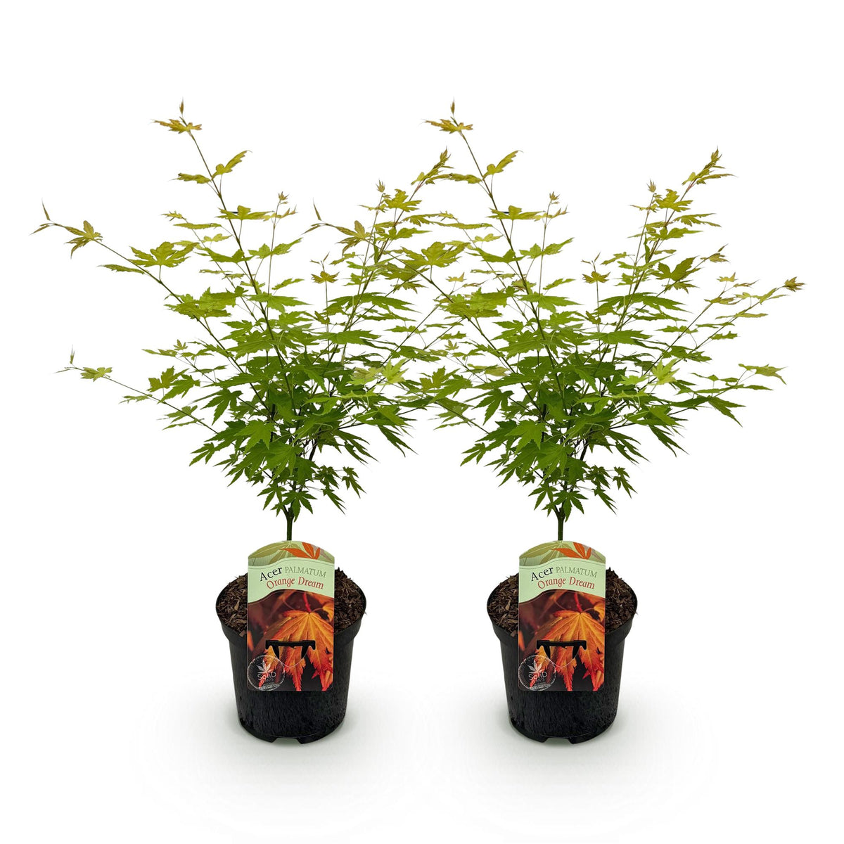 Acer palmatum 'Orange Dream' (Japanse esdoorn) – oranje – 2 planten, Ø19 cm, 70 cm hoog