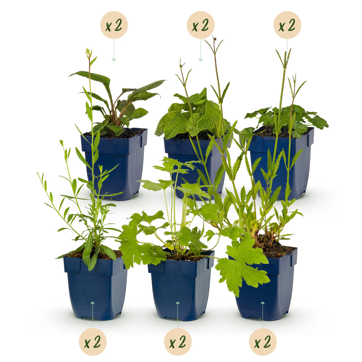 Borderpakket bijen en vlinderlokkend – 12 planten, Ø11 cm, 15–25 cm hoog