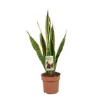 Sansevieria trifasciata Laurentii (Bogenhanf) – Ø 17 cm, 60 cm hoch – Art. 9697