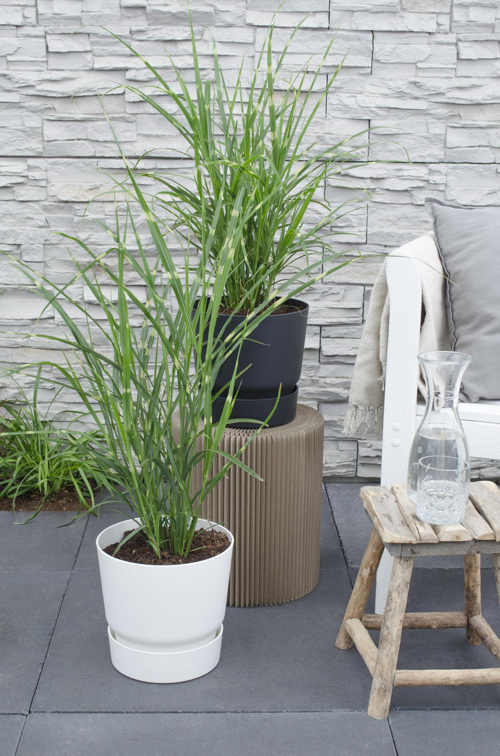 Miscanthus sinensis 'Strictus' (Japanisches Silbergras) – Ø 23 cm, 60 cm hoch – Bild 3