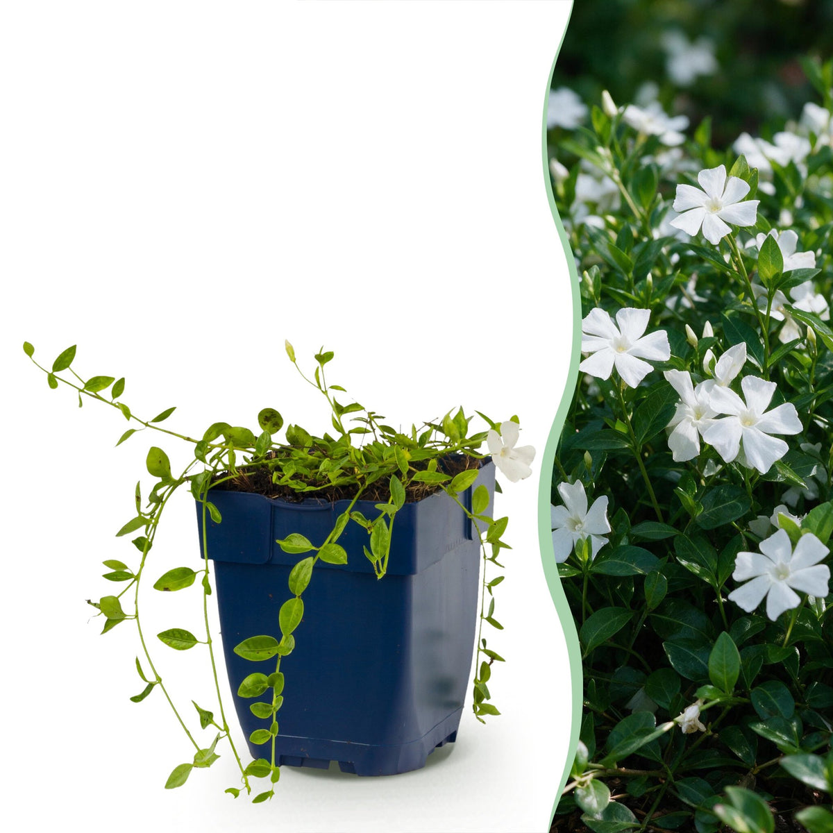 Vinca minor alba (Gewöhnlicher Efeu-duft) – weiß – 12 Pflanzen, Ø 11 cm, 15–25 cm hoch