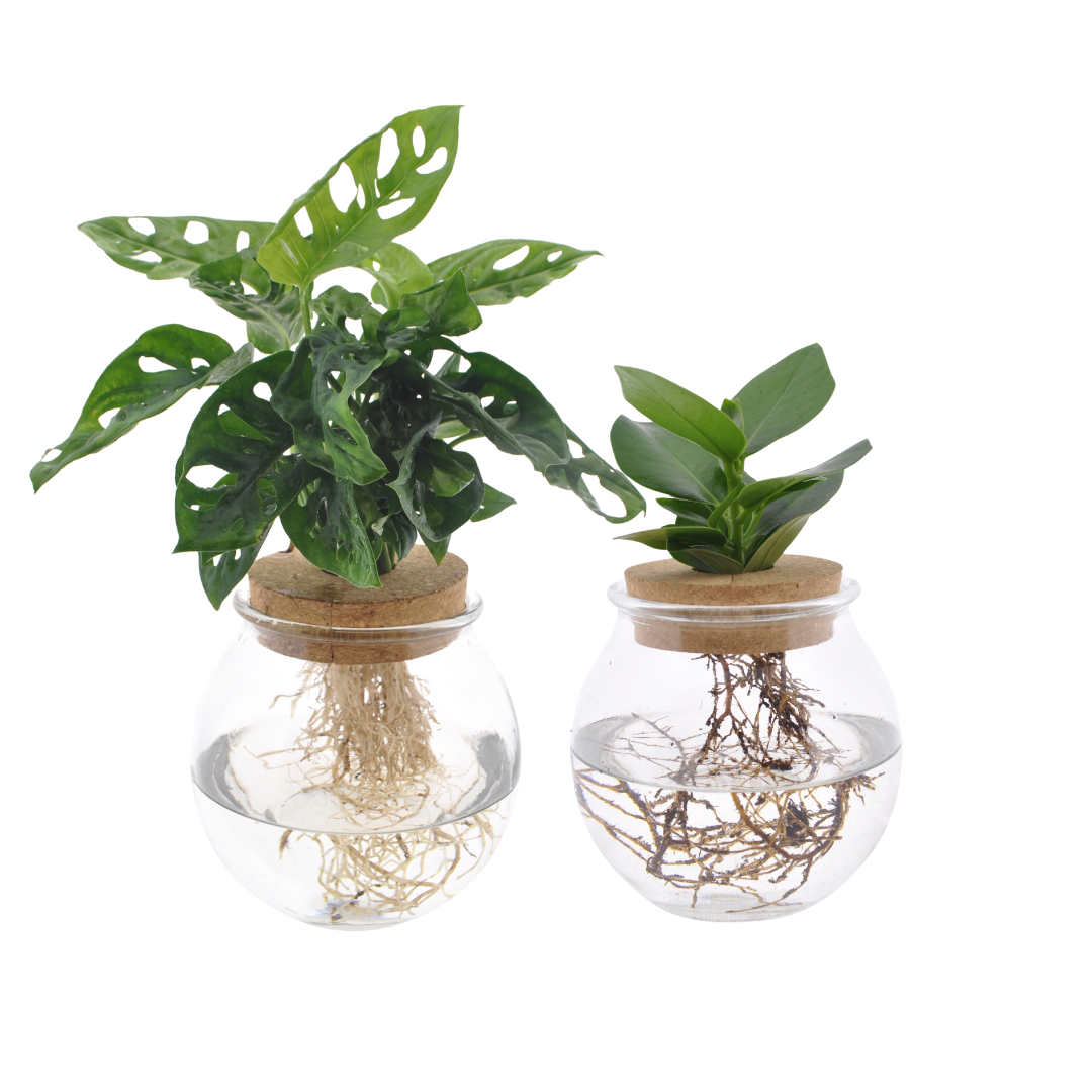 2× Klarglas Duo Monstera Adansonii/Clusia (mini-monstera) – Ø12 cm, 30 cm høj