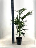 Howea forsteriana (palmier kentia) – Ø21 cm, 110 cm de haut