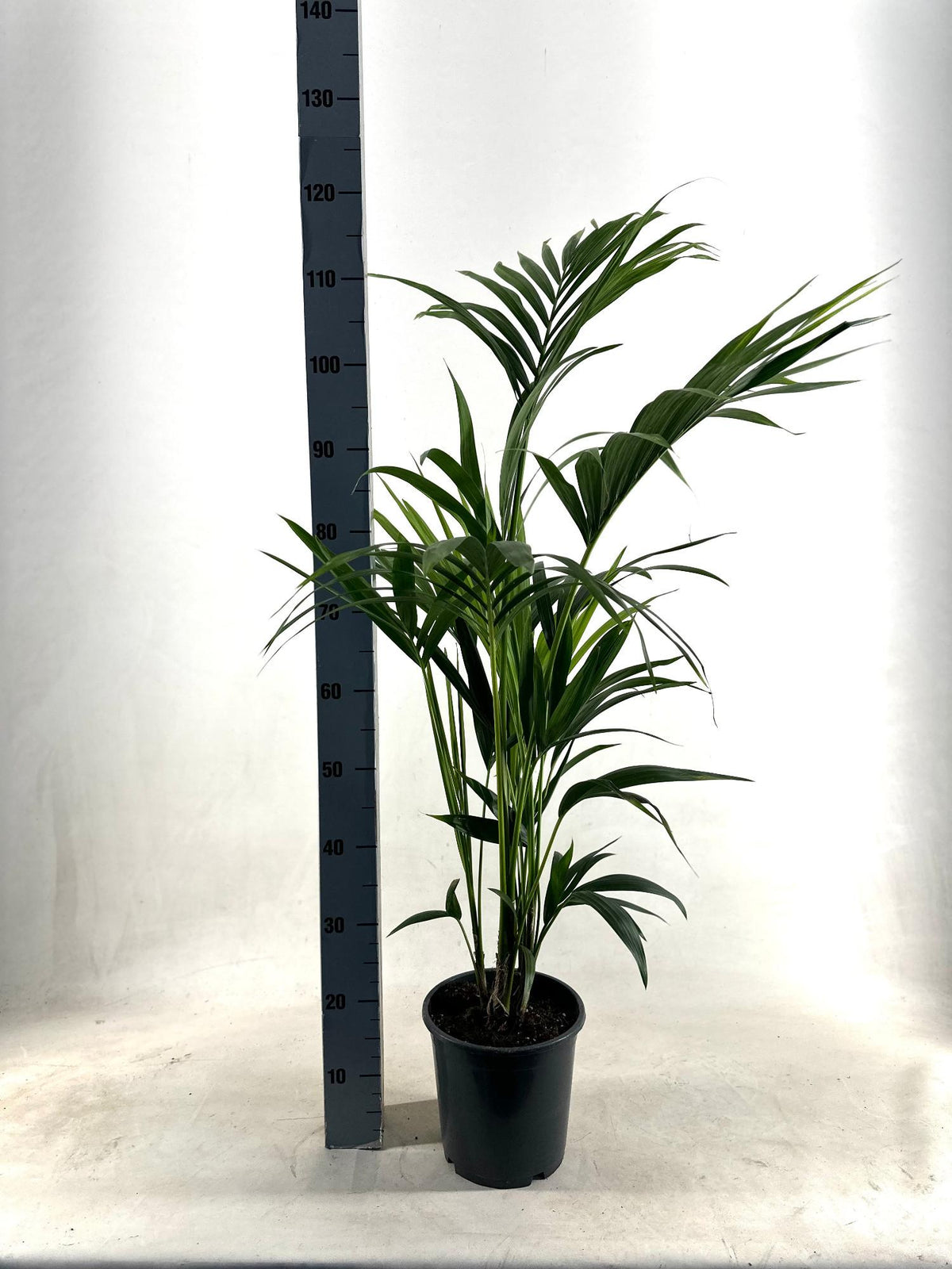 Howea forsteriana (Kentia-Palme) – Ø 21 cm, 110 cm hoch