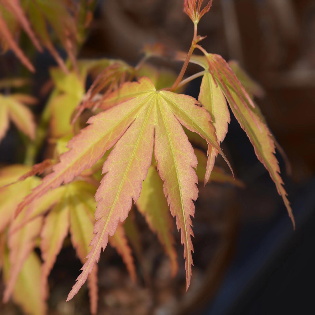 Acer palmatum 'Katsura' (Japanse esdoorn) – Ø26 cm, 90 cm hoog