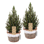 2× Picea glauca Conica (Weihnachtsbäumchen) mit Korb – Ø17 cm, 65 cm hoch