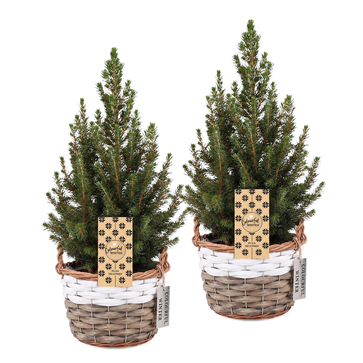 2× Picea glauca Conica (Weihnachtsbäumchen) mit Korb – Ø17 cm, 65 cm hoch